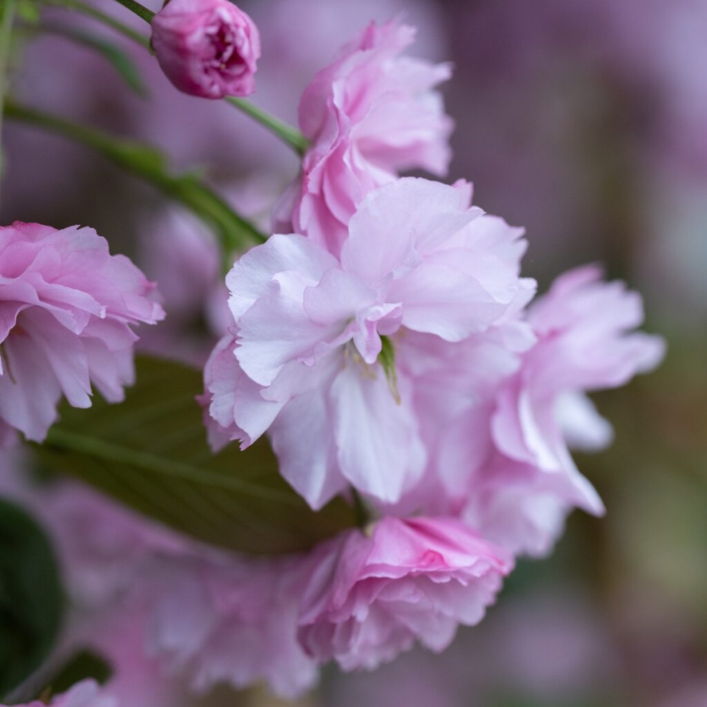 Prunus ‘Kanzan’ Japanese Flowering Cherry Tree 5038838004650 2
